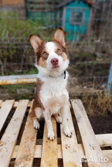Маленькая собака в дар