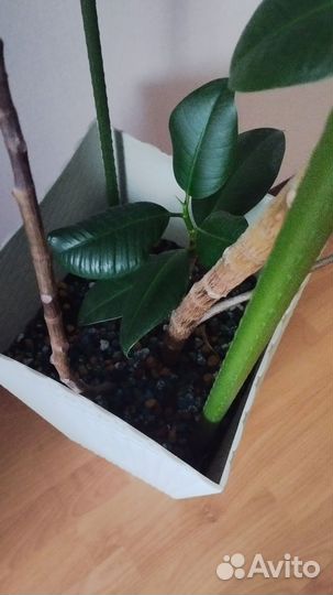 Комнатные растения цветы большие