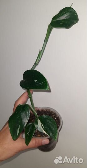 Филодендроны