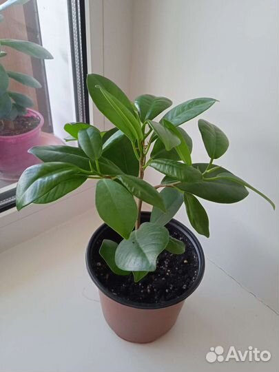 Домашние растения