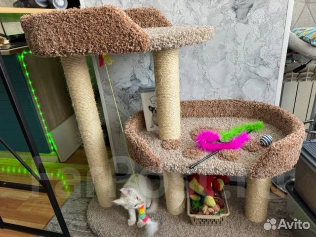 Когтеточка