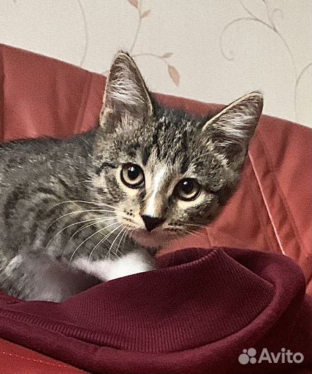 Европейская