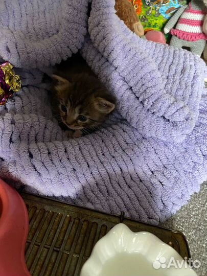 Котенок отдам бесплатно