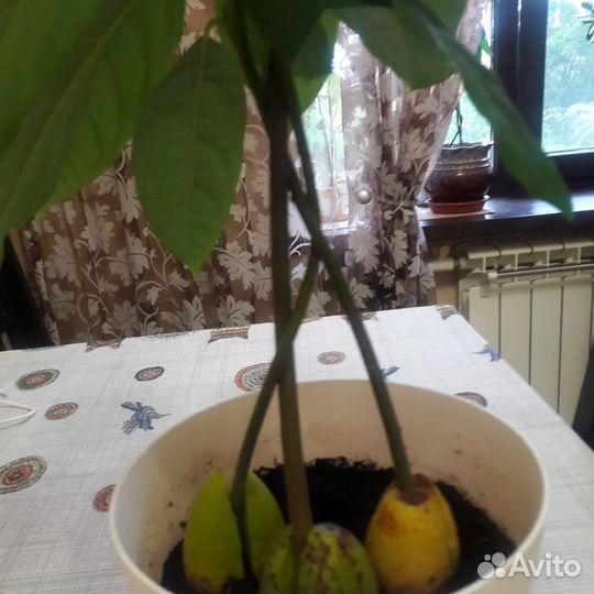 Саженцы авокадо