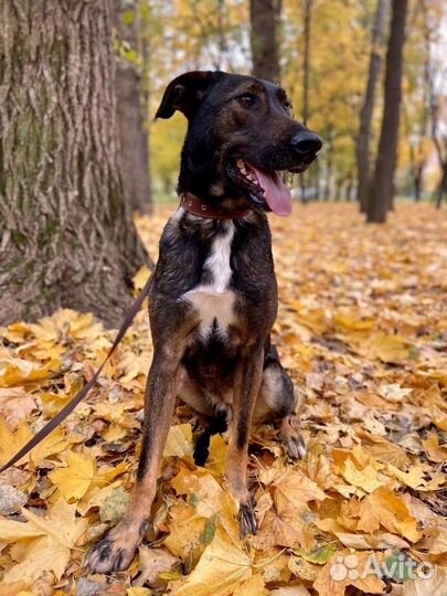 Собака из приюта в добрые руки