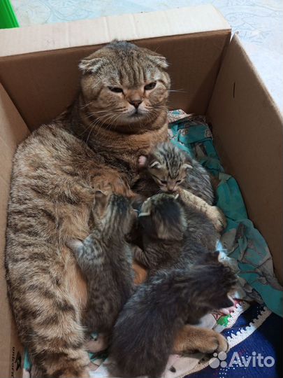 Котята, отдам бесплатно