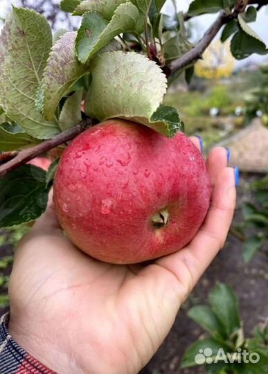 Саженцы яблони оптом и розница