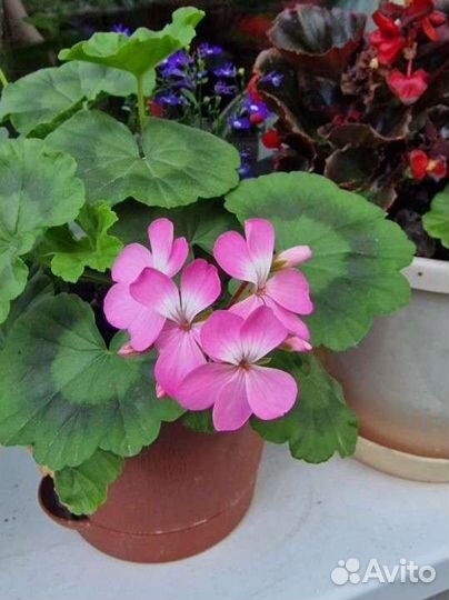 Пеларгония герань розовая, белая