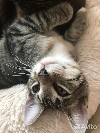 Кошка в дар бесплатно
