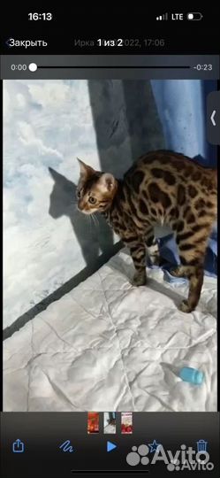 Бенгальская кошка