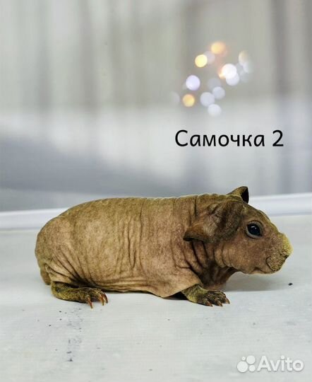 Морские свинки скинни