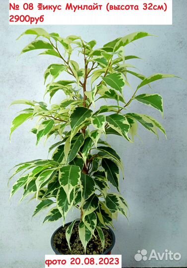 Фикусы сортовые (август-закрытие сезона)