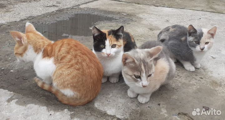 Рыжий мальчик остальные девочки