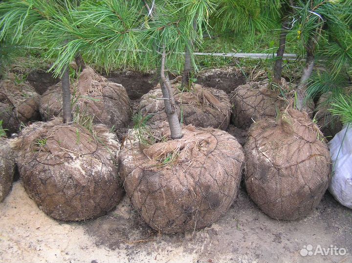 Саженцы кедра сибирского привитые с шишками