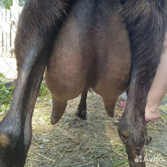 Козочки и козы