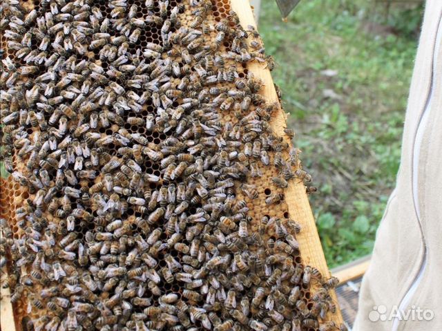Пчелопакеты в наличии Раменское