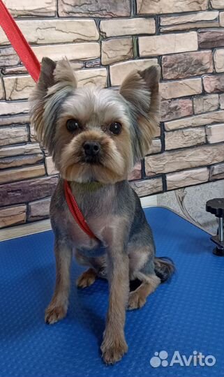 Грумер стрижка собак