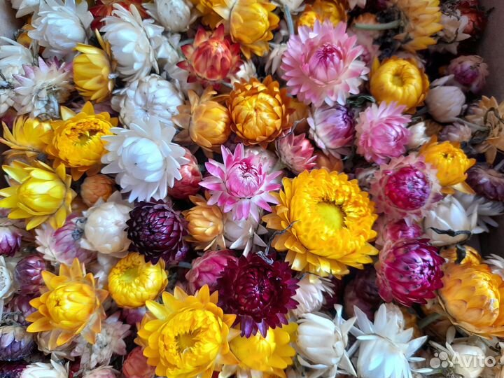 Гелихризум (сухоцветы)