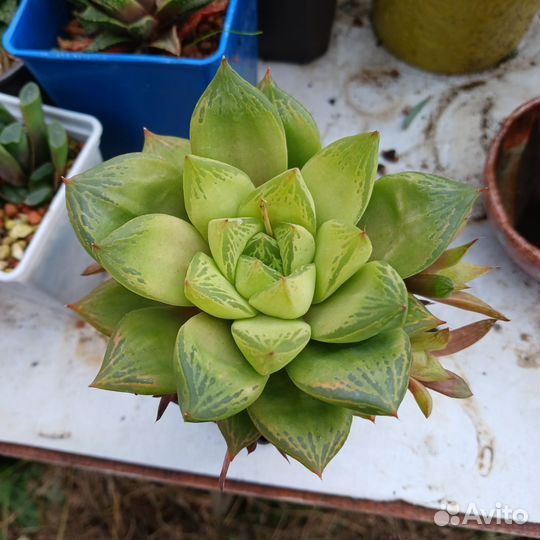 Хавортия куспидата