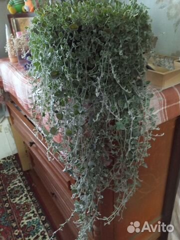 Дихондра серебристый водопад купить в Нижнем Новгороде | Товары для ...