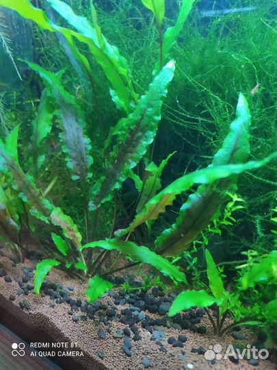 Криптокорина, эхинодорус мини, мох и др