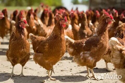 Куры молодки несушки