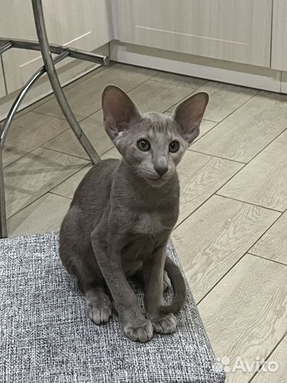 Ориентальные котята