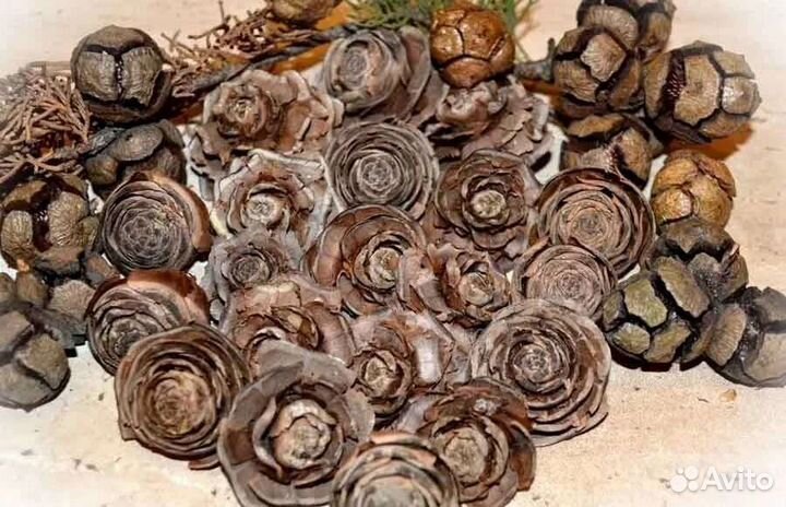 Набор шишек