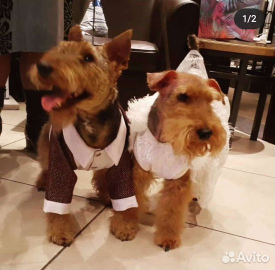 Шью для собак и кошек