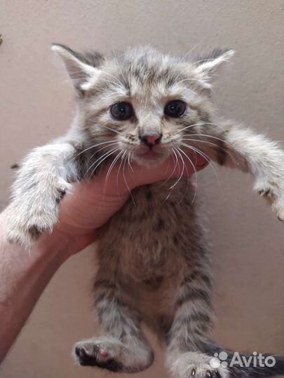 Котята