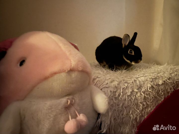 Черный кролик символ 2023 фотосессия