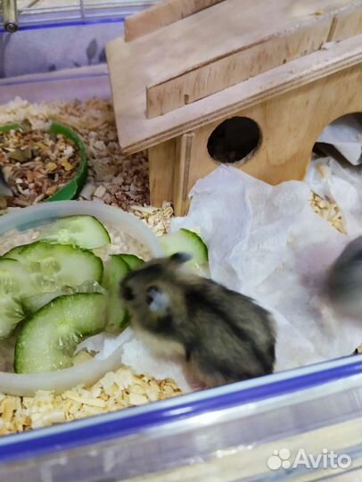 Джунгарский хомяк