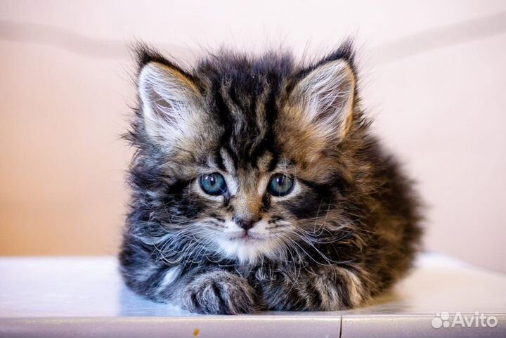 Котята майкун
