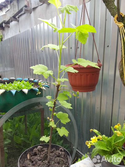 Саженцы розовой смородины