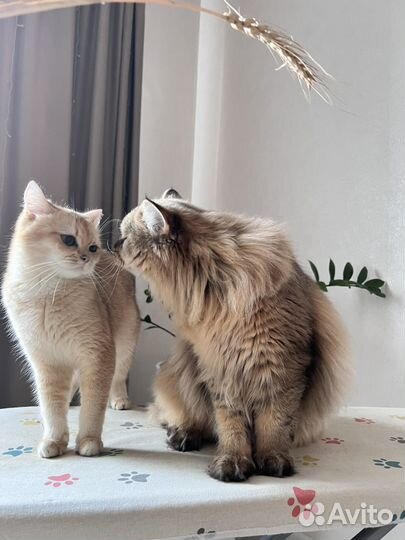 Шотландский золотой кот вязка