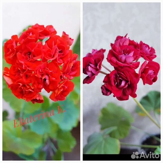 Герань пеларгония розебудная