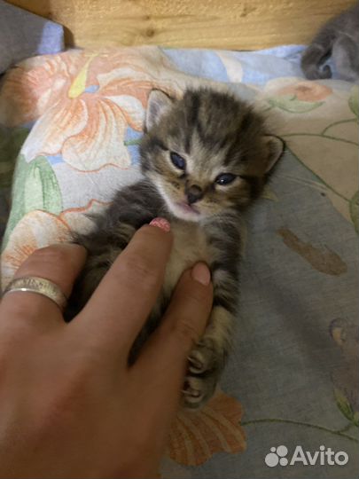 Отдам котят в хорошие руки