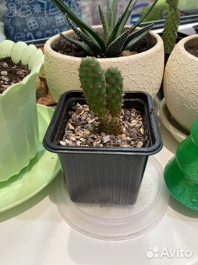 Кактусы, опунция