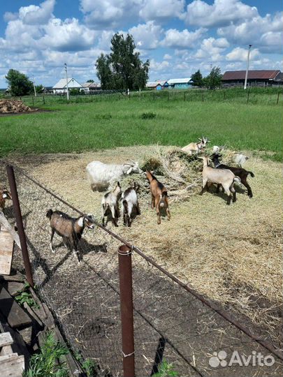 Козье молоко,масло подс. Гусин,коз.жир. помидоры