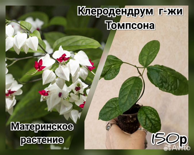 Эписция, Клеродендрум Томпсона