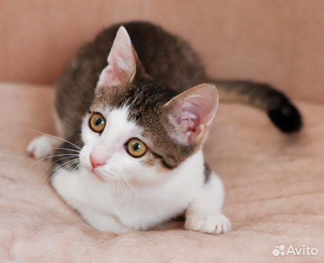 Котёнок Люси в добрые руки