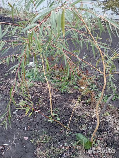 Саженцы и вы и каштана