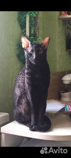 Корниш-рекс вязка