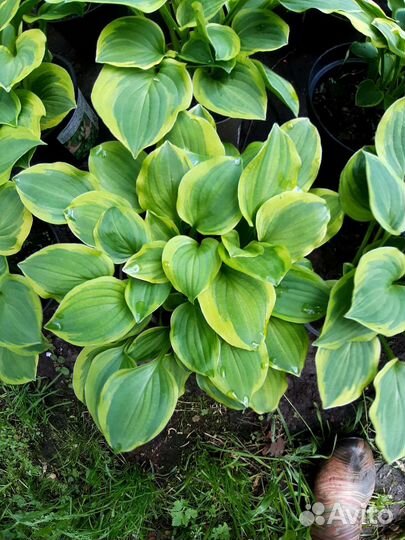 Питомник. Хосты сортовые