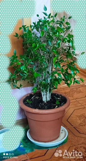 Фикус бенджамина