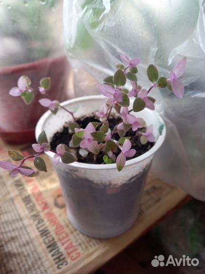 Коллизия,аптения,каланхоэ доктор