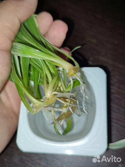 Хлорофитумы разные