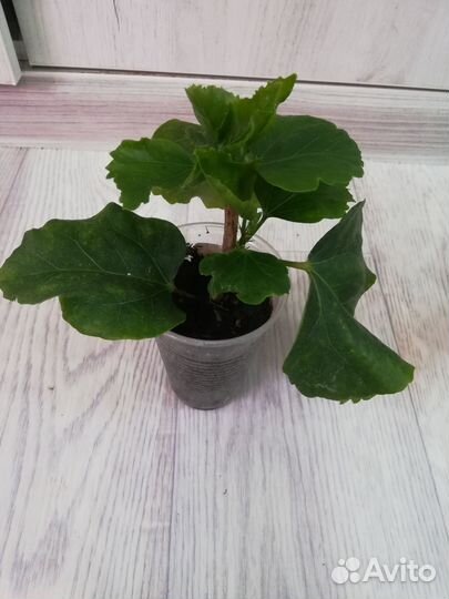 Сортовые гибискусы