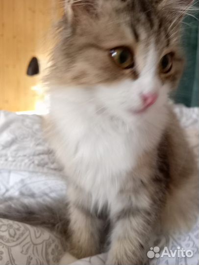 Котенок девочка в дар