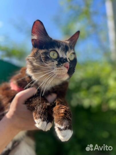 Кошка крысоловка в дар